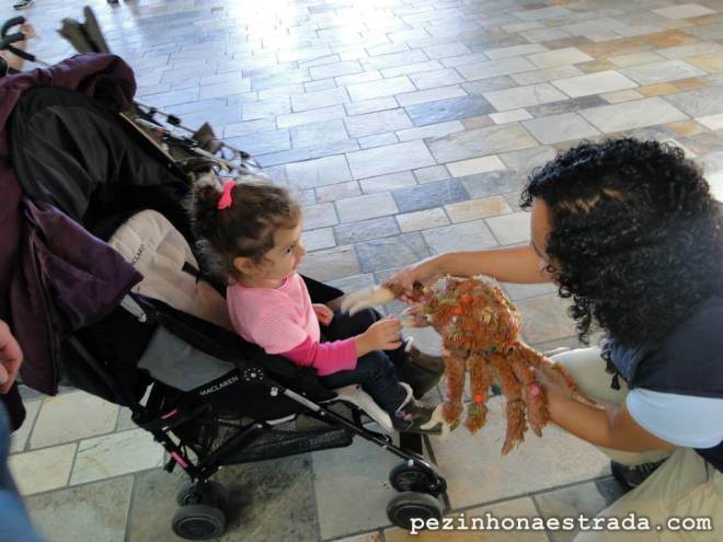 Bela "recebe explicações" sobre essa espécie de caranguejo, no Monterey Bay Aquarium. É uma pena ela ainda não entender inglês. rsrsrsrsrs